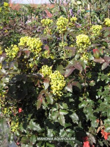 Mahonia aquifoium - bloom